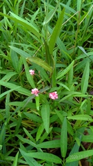 Persicaria dichotoma