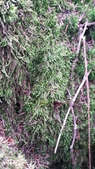 Brachythecium geheebii