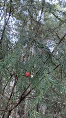 Taxus globosa