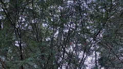 Taxus globosa