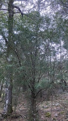 Taxus globosa