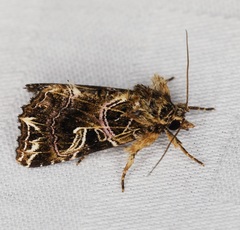 Callopistria exotica