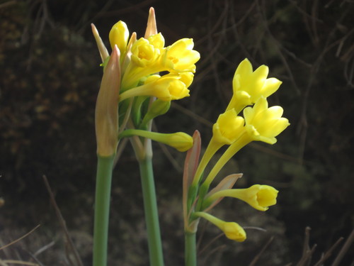 Image of Cyrtanthus flanaganii by (c) James Deacon, some rights reserved (CC BY-SA)