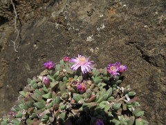 Ruschia putterillii