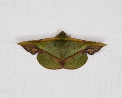 Fascellina plagiata