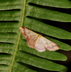 Idaea impexa