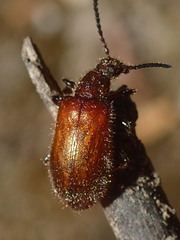Metriolagria affinis