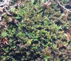 Mesoptychia heterocolpos