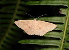 Perixera punctata