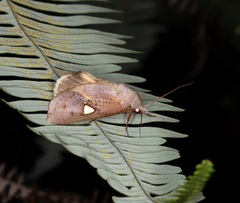 Pterogonia cardinalis