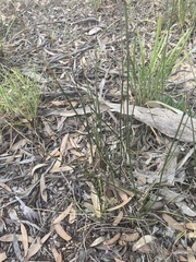 Lomandra juncea