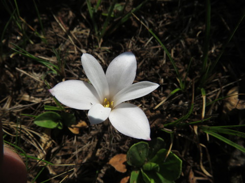 Image of Apodolirion buchananii by (c) James Deacon, some rights reserved (CC BY-SA)