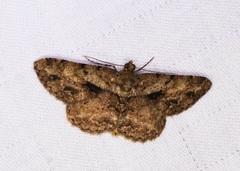 Psilalcis galsworthyi