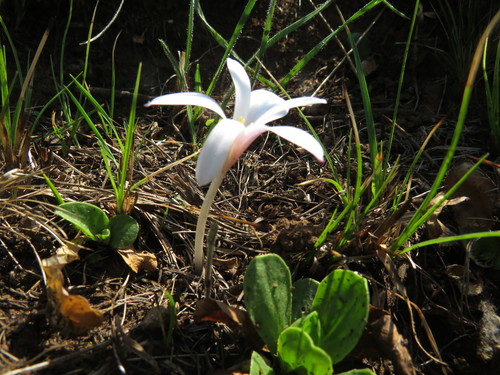 Image of Apodolirion buchananii by (c) James Deacon, some rights reserved (CC BY-SA)