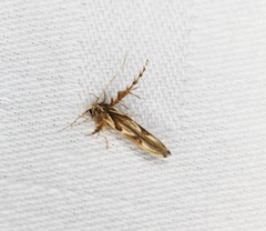 Stathmopoda stimulata