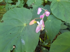 Begonia megaptera