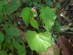 Begonia megaptera