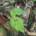 Begonia megaptera - Photo (c) Phuentsho,  זכויות יוצרים חלקיות (CC BY-NC), הועלה על ידי Phuentsho