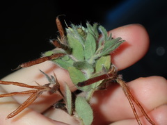 Lotus suaveolens