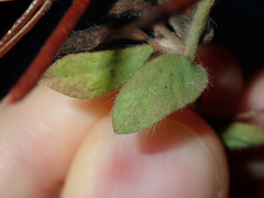 Lotus suaveolens