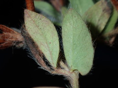 Lotus suaveolens