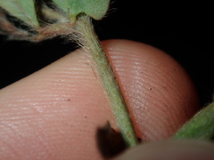 Lotus suaveolens