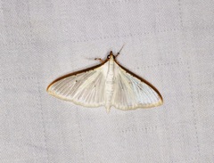 Palpita warrenalis