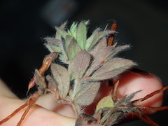 Lotus suaveolens