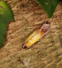 Piesmopoda semilutea