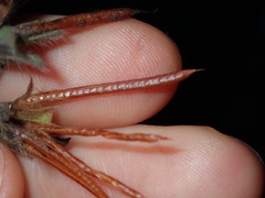 Lotus suaveolens