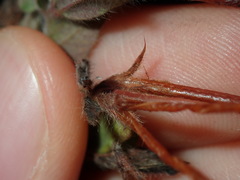 Lotus suaveolens