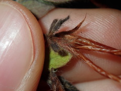 Lotus suaveolens