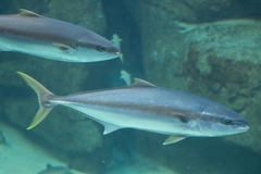 Seriola