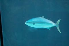 Seriola