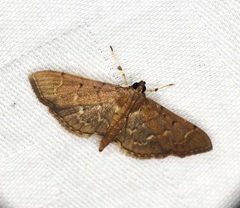 Herpetogramma rudis