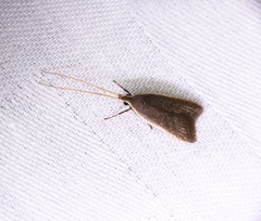 Homaloxestis multidentalis