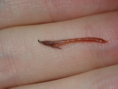 Lotus suaveolens