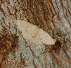 Idaea ptyonopoda