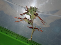 Lotus suaveolens