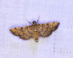Lamprosema tampiusalis