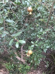 Punica granatum