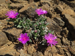 Delosperma basuticum