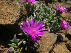 Delosperma basuticum