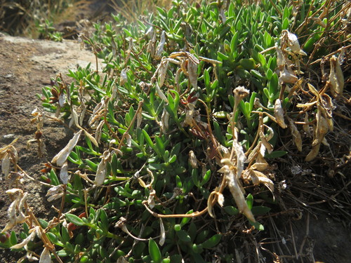 Delosperma crassuloides (Delosperma crassuloides)
