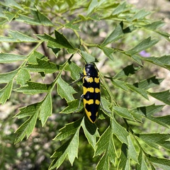 Cyrioides imperialis