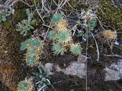Psammotropha