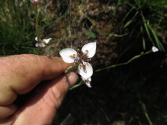 Moraea brevistyla