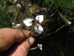 Moraea brevistyla