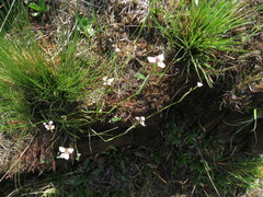 Moraea brevistyla