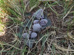 Ledebouria ovatifolia